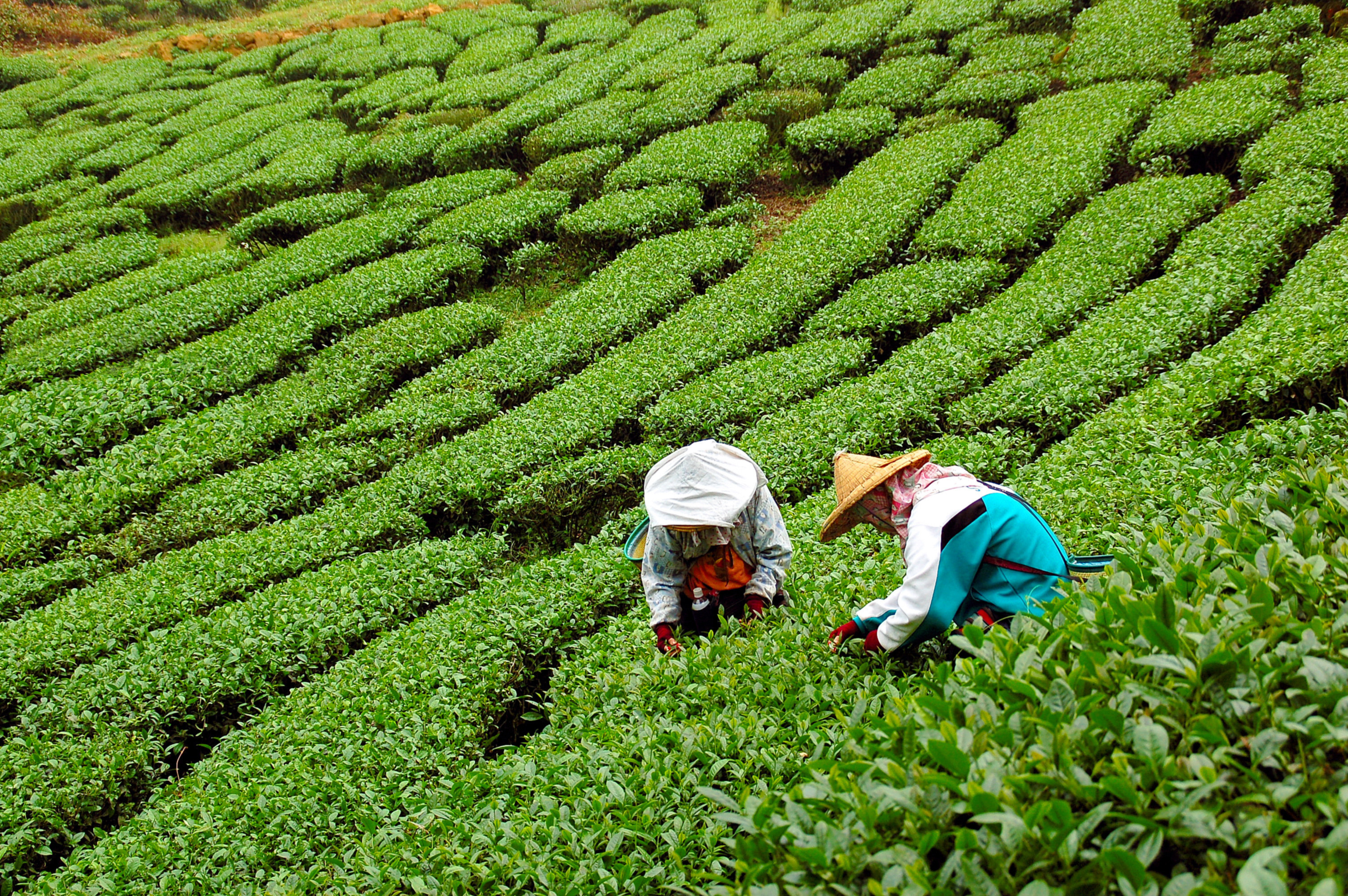 Reimagining Food Systems